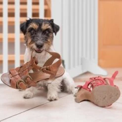Relaxdays Kinderhekje Zonder Boren - Hondenhek Binnen - Haardhek - Wit - MDF - 70 Cm Hoog - 4 Panelen 16 Relaxdays Kinderhekje Zonder Boren - Hondenhek Binnen - Haardhek - Wit - MDF - 70 Cm Hoog - 4 Panelen -Pasgeborenen En Jonge Kinderen 1200x1200 2646