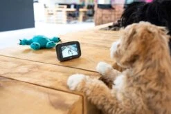 Alecto DVM200BK - Babyfoon Met Camera - Op Afstand Beweegbaar - Zwart 29 Alecto DVM200BK - Babyfoon Met Camera - Op Afstand Beweegbaar - Zwart -Pasgeborenen En Jonge Kinderen 1200x800 166